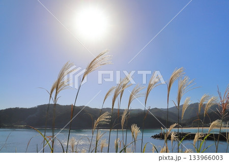 すすき　青空　太陽　海　山地 133966003