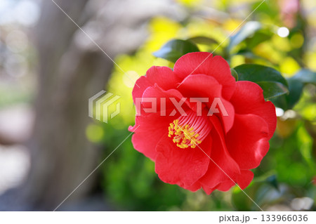 椿の花のイメージ 133966036