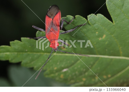 生き物　昆虫　ニセアカヘリカメムシ、南方系の綺麗なカメムシ。冬の沖縄本島で 133966040