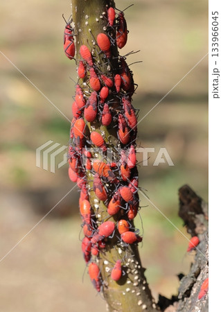 生き物　昆虫　ニセアカヘリカメムシ、那覇の公園で。幼虫が群れる姿は大きなアブラムシの様です 133966045
