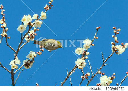 梅の蜜を吸うメジロ 梅の蜜を吸うメジロ 133966072