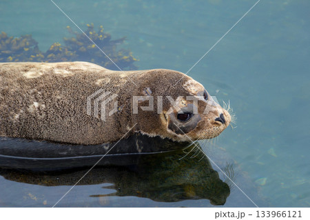 Fluffy brown baby seal is laying on the rock in the sea. 133966121