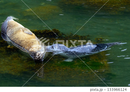 Harbor seal feeding a pup on the rock at the sea shore. 133966124