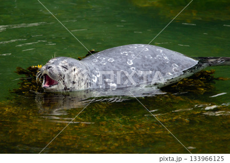 Harbour seal is laying on the rock at the sea shore in summer.. Harbour seal is laying on the rock at the sea shore in summer.. 133966125