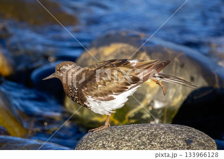Black turnstone shore bird is resting on rocky seashore. 133966128