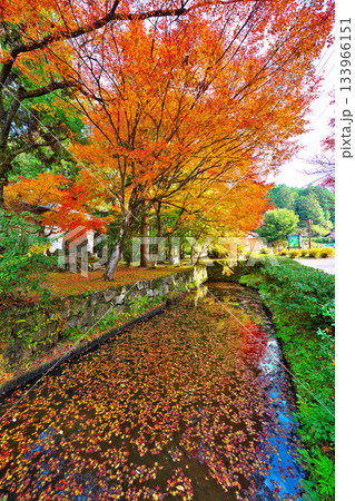 紅葉の松平東照宮 133966151