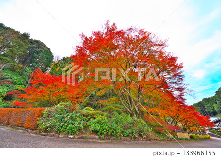 松平郷の高月院 133966155