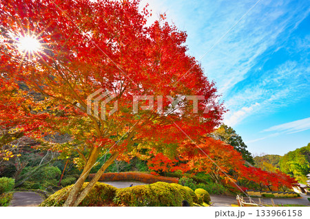 松平郷の高月院 松平郷の高月院 133966158
