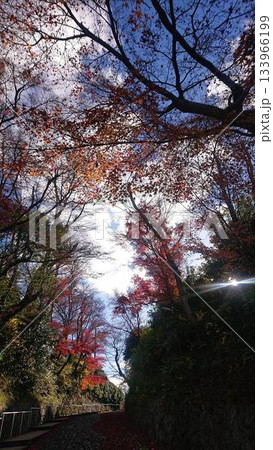 秋の紅葉と青空 133966199