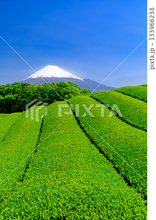 静岡_富士山と茶畑の絶景 静岡_富士山と茶畑の絶景 133966238