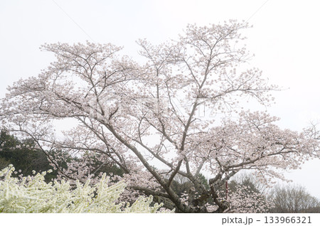 満開の桜 春の風景 満開の桜 春の風景 133966321