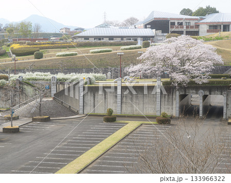 笠間芸術の森公園の桜 春の風景 笠間芸術の森公園の桜 春の風景 133966322