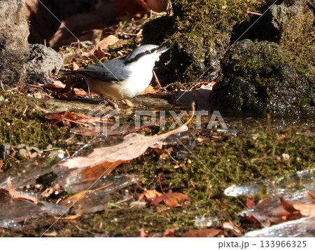 小根山野鳥の森で撮ったコジュウカラ 小根山野鳥の森で撮ったコジュウカラ 133966325