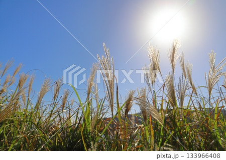 すすき 青空 太陽 海 山地 すすき 青空 太陽 海 山地 133966408