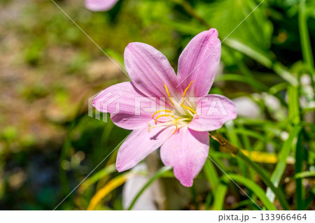 初夏の彩り～洎夫藍擬き(サフランモドキ)～ 133966464