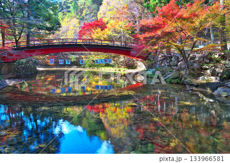 愛知県民の森の紅葉 133966581