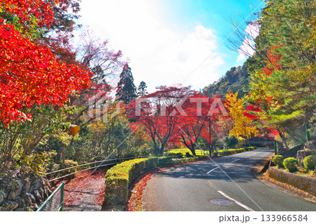 愛知県民の森の紅葉 愛知県民の森の紅葉 133966584