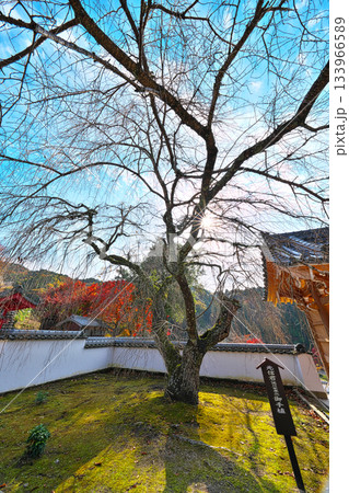 松平郷の高月院 133966589