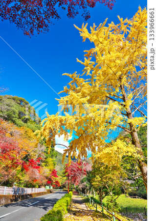 愛知県民の森の紅葉 愛知県民の森の紅葉 133966661
