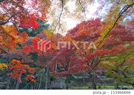 愛知県民の森の紅葉 133966666