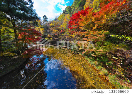 愛知県民の森の紅葉 133966669