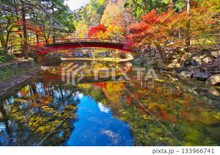 愛知県民の森の紅葉 133966741