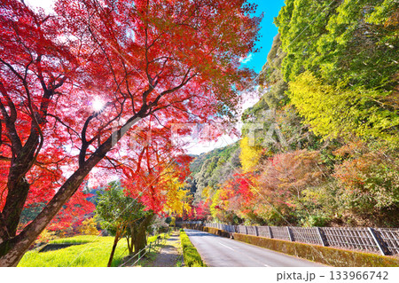 愛知県民の森の紅葉 133966742