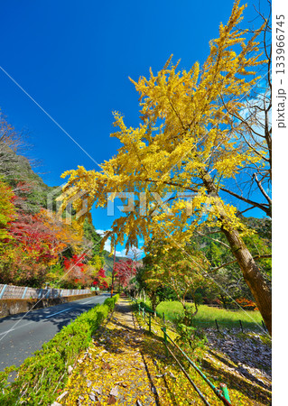 愛知県民の森の紅葉 133966745