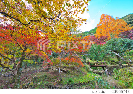 愛知県民の森の紅葉 133966748