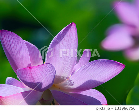 蓮の花のある風景 蓮の花のある風景 133966750