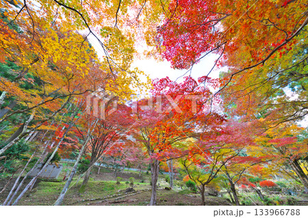 愛知県民の森の紅葉 133966788