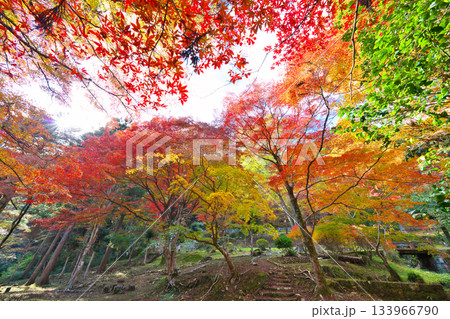 愛知県民の森の紅葉 133966790