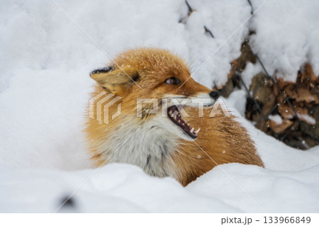 雪原のキタキツネ 雪原のキタキツネ 133966849