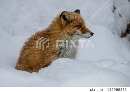 雪原のキタキツネ 雪原のキタキツネ 133966851