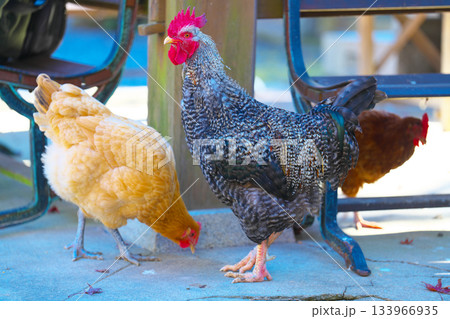 定光寺の秋 定光寺の秋 133966935