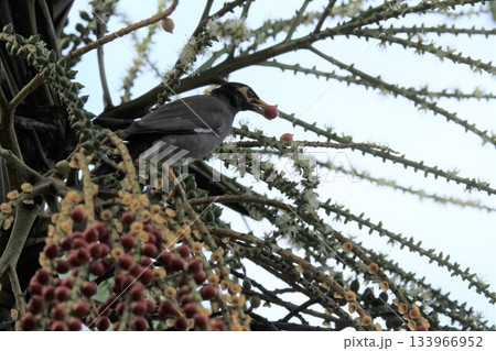 Myna bird sitting on the tree branch in the garden. (Acridotheres tristis) 133966952