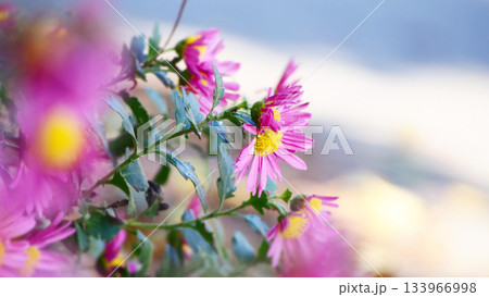 道端にさくピンク色の野菊 133966998