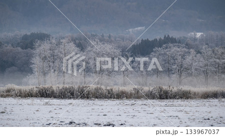 里山に降りた霜（蒜山高原） 133967037