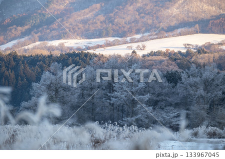 里山に降りた霜（蒜山高原） 133967045
