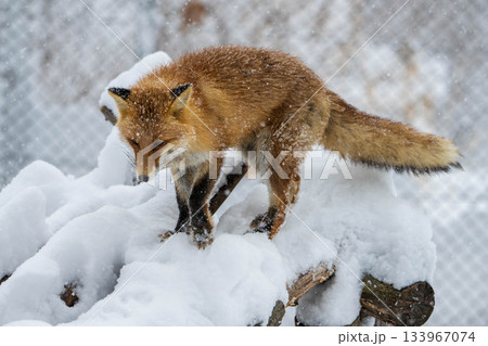 雪の中を歩くキタキツネ 133967074