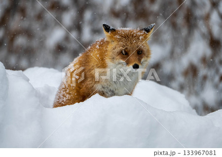 雪の中を歩くキタキツネ 133967081