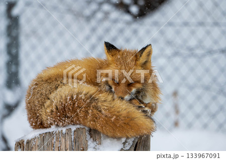雪の上のキタキツネ 133967091