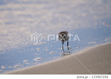 トウネン 133967208