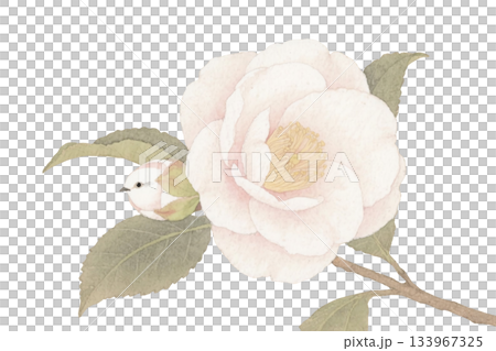 Watercolor antique camellia and bird buds 133967325