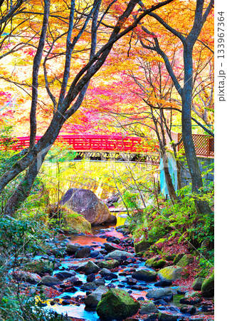 岩屋堂公園の紅葉 岩屋堂公園の紅葉 133967364