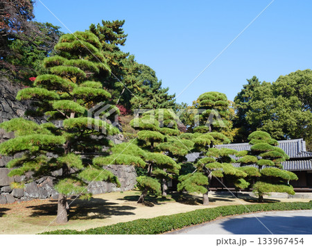 新緑に包まれた皇居の風景 133967454