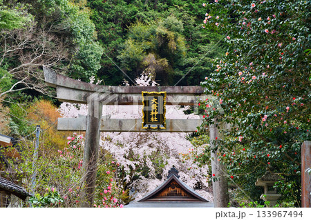 京都 大豊神社 美しい桜と椿(京都府京都市左京区) 京都 大豊神社 美しい桜と椿(京都府京都市左京区) 133967494