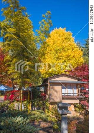 紅葉に包まれた茶室　練馬区立向山庭園 133967642