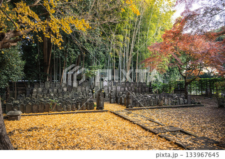 落ち葉の絨毯と竹林 松戸市 東漸寺 落ち葉の絨毯と竹林 松戸市 東漸寺 133967645