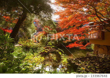 紅葉に彩られた庭園　練馬区立向山庭園 133967648